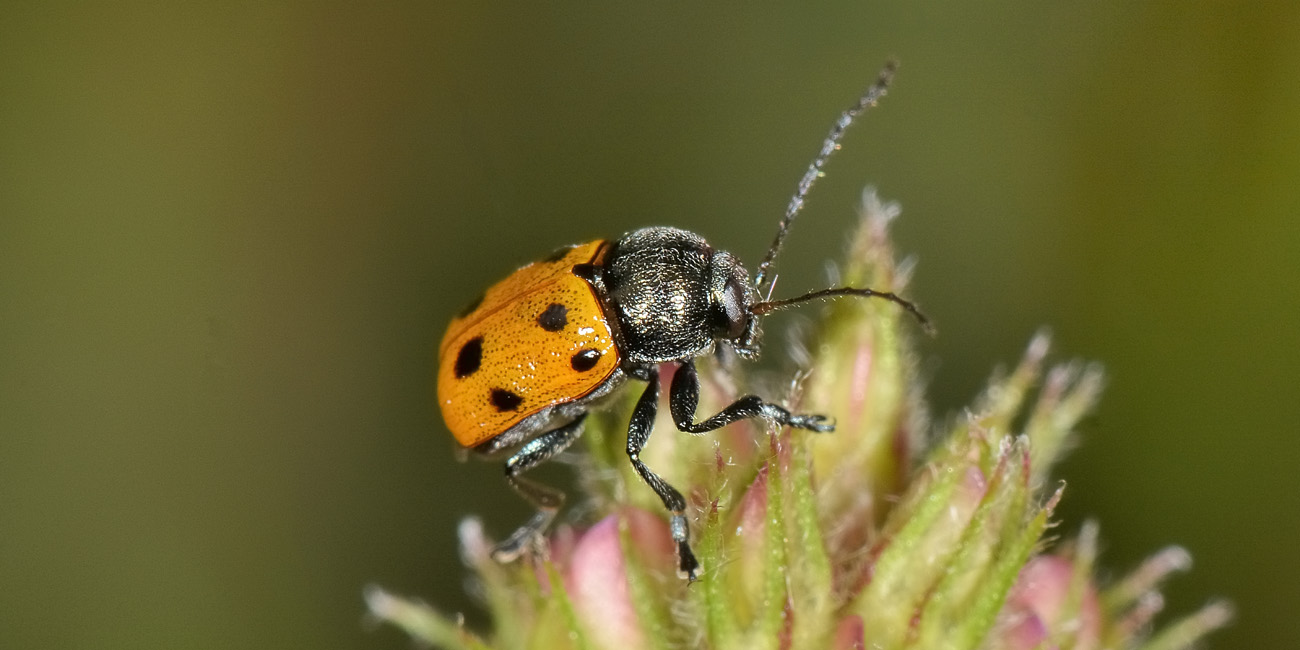 Cryptocephalus quadripunctatus?  No, Cryptocephalus etruscus